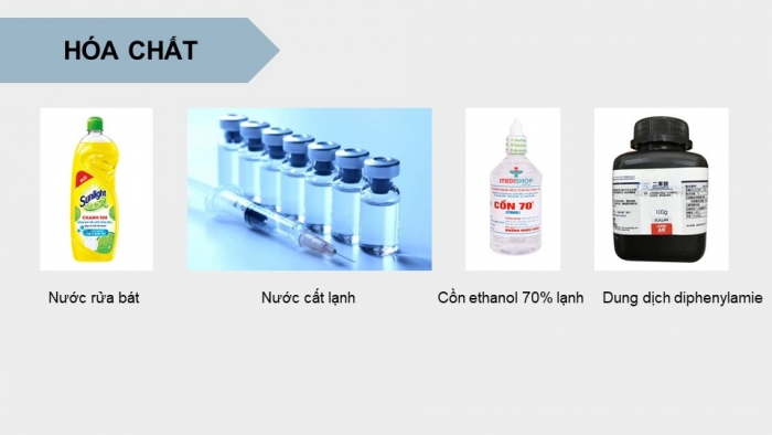 Giáo án điện tử Sinh học 12 chân trời Bài 2: Thực hành Tách chiết DNA