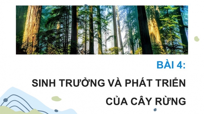 Giáo án điện tử Công nghệ 12 Lâm nghiệp Thủy sản Cánh diều Bài 4: Sinh trưởng và phát triển của cây rừng