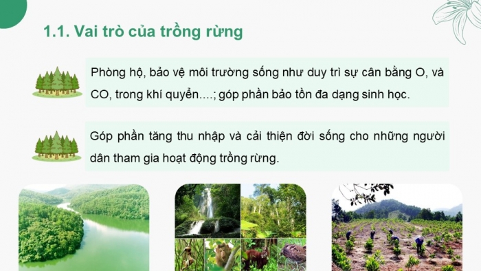 Giáo án điện tử Công nghệ 12 Lâm nghiệp Thủy sản Cánh diều Bài 5: Hoạt động trồng và chăm sóc rừng