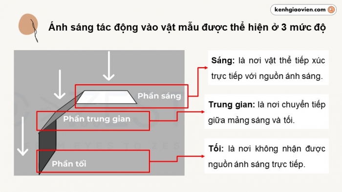 Giáo án điện tử chuyên đề Mĩ thuật 12 kết nối Bài 1: Vẽ khối mắt, mũi, miệng, tai