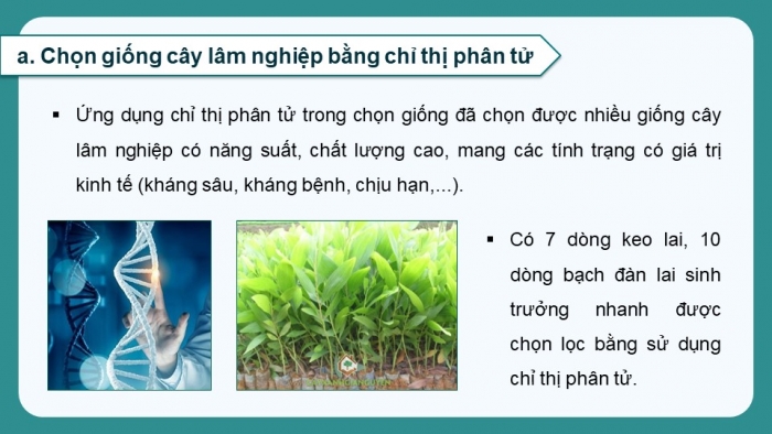 Giáo án điện tử chuyên đề Công nghệ 12 Lâm nghiệp Thuỷ sản Cánh diều Bài 2: Thành tựu và triển vọng của công nghệ sinh học trong lâm nghiệp