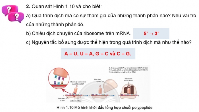 Giáo án điện tử Sinh học 12 chân trời Bài 1: Gene và cơ chế truyền thông tin di truyền (P2)