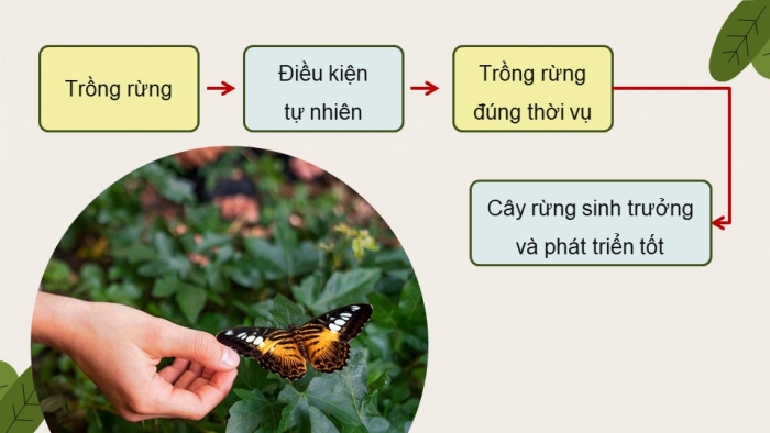 Giáo án điện tử Công nghệ 12 Lâm nghiệp - Thủy sản Kết nối Bài 5: Kĩ thuật trồng và chăm sóc rừng