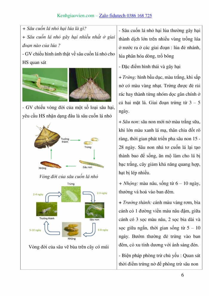 Giáo án và PPT Công nghệ trồng trọt 10 cánh diều Bài 13: Sâu hại cây trồng