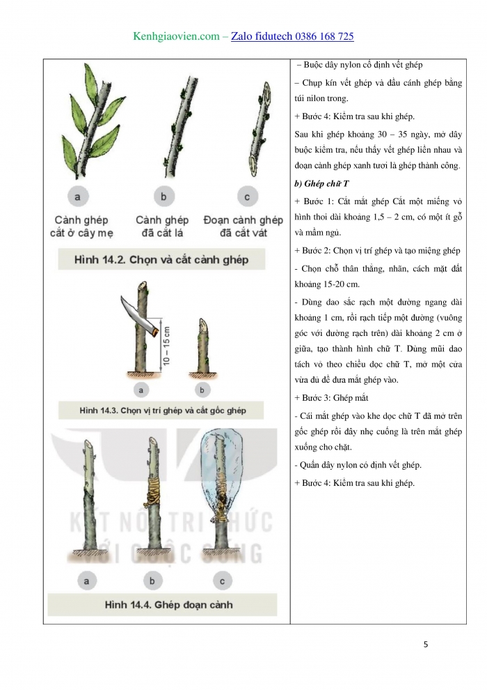 Giáo án và PPT Công nghệ trồng trọt 10 kết nối Bài 14: Thực hành Nhân giống cây ăn quả bằng phương pháp ghép