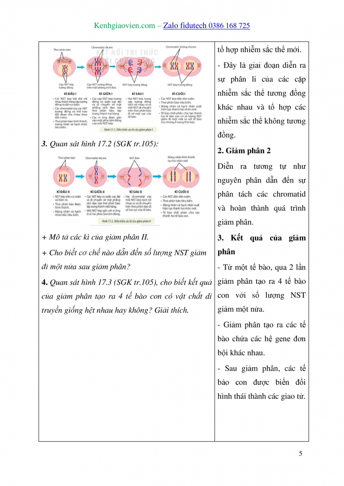 Giáo án và PPT Sinh học 10 kết nối Bài 17: Giảm phân