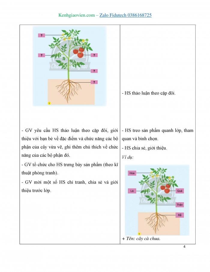 Giáo án và PPT Tự nhiên và Xã hội 3 chân trời Bài 19: Ôn tập chủ đề Thực vật và động vật