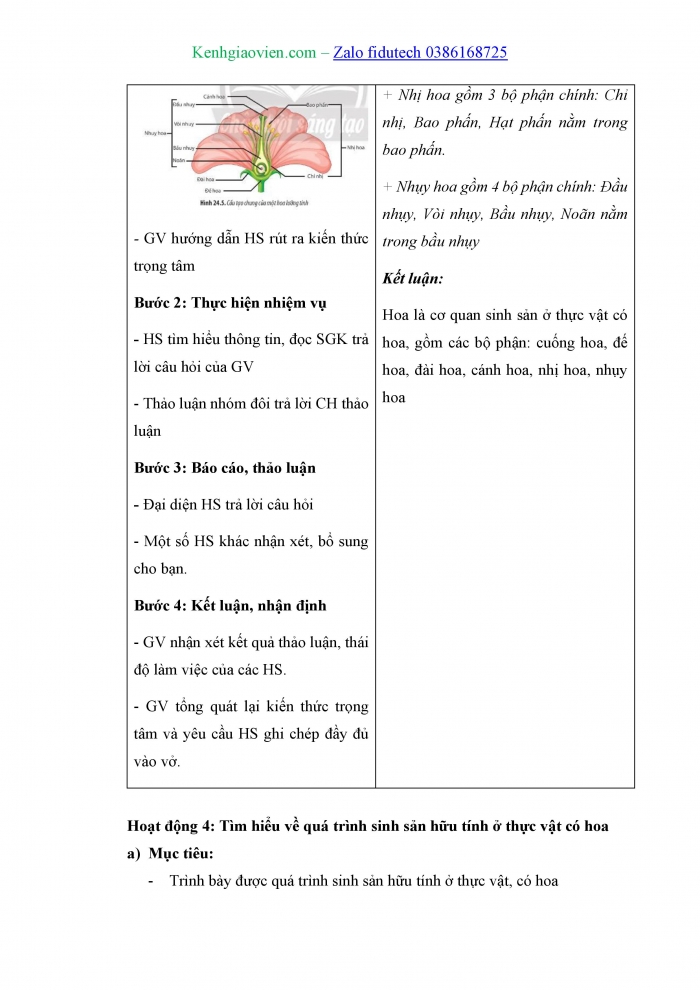 Giáo án và PPT Sinh học 11 chân trời Bài 24: Sinh sản ở thực vật