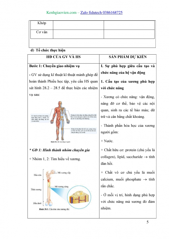 Giáo án và PPT KHTN 8 cánh diều Bài 28: Hệ vận động ở người