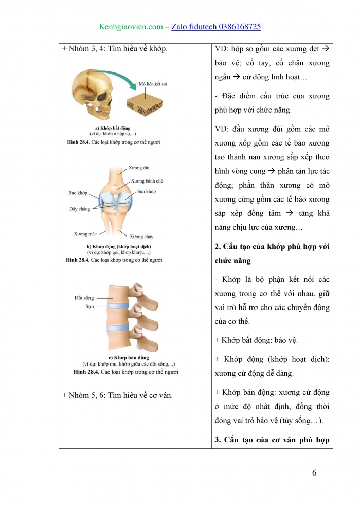 Giáo án và PPT KHTN 8 cánh diều Bài 28: Hệ vận động ở người