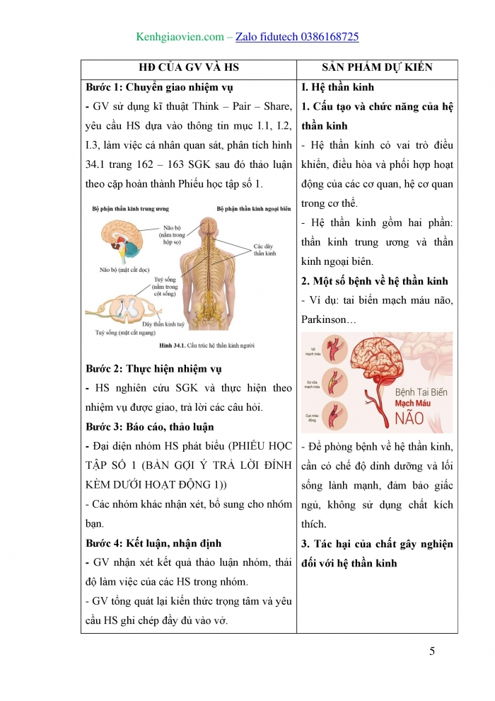 Giáo án và PPT KHTN 8 cánh diều Bài 34: Hệ thần kinh và các giác quan ở người