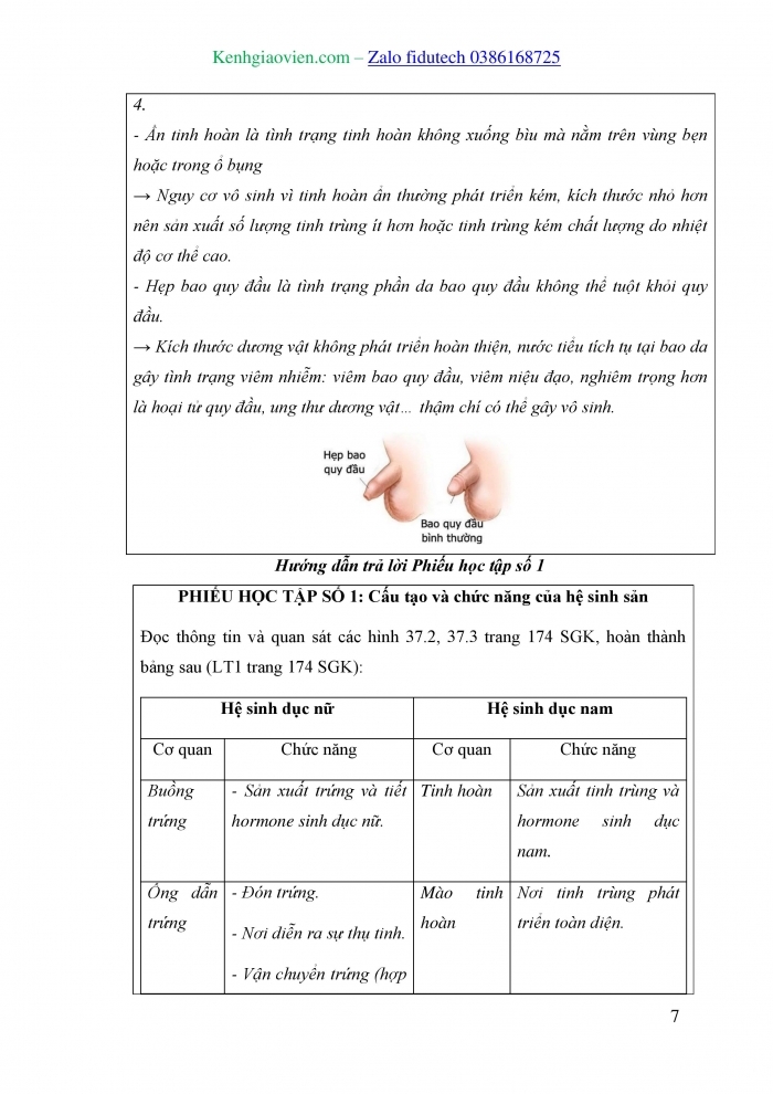 Giáo án và PPT KHTN 8 cánh diều Bài 37: Sinh sản ở người