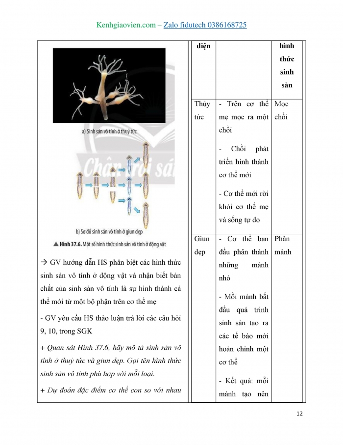 Giáo án và PPT KHTN 7 chân trời Bài 37: Sinh sản ở sinh vật