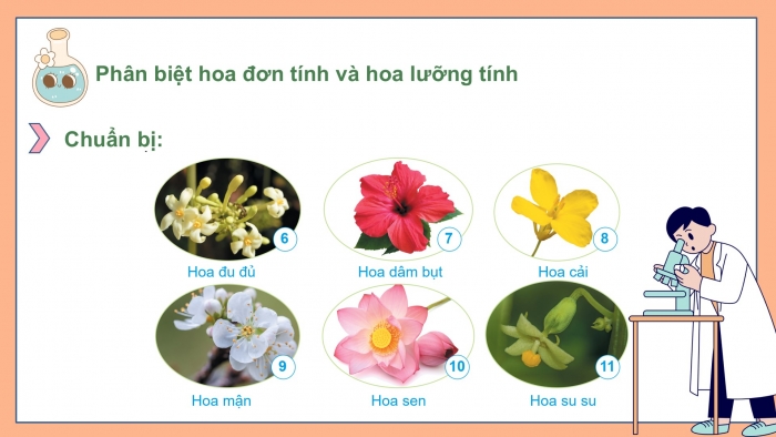 Giáo án điện tử Khoa học 5 cánh diều Bài 8: Sự sinh sản của thực vật có hoa