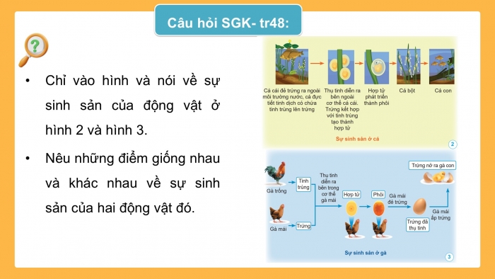 Giáo án điện tử Khoa học 5 cánh diều Bài 10: Sự sinh sản ở động vật đẻ trứng và động vật đẻ con