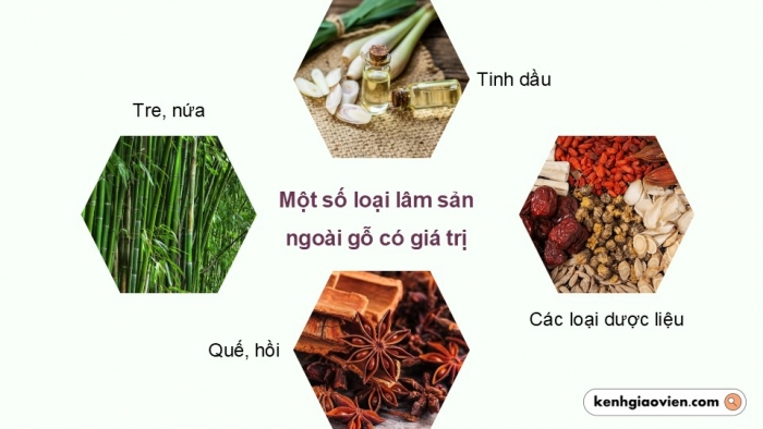 Giáo án điện tử Địa lí 12 kết nối Bài 12: Vấn đề phát triển ngành lâm nghiệp và ngành thuỷ sản