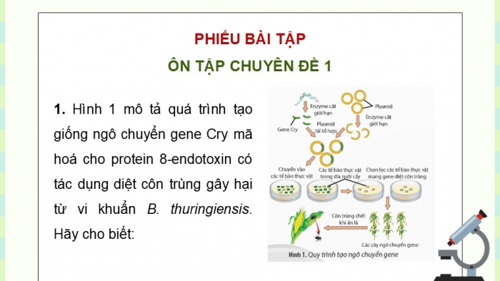 Giáo án điện tử chuyên đề Sinh học 12 chân trời Ôn tập CĐ 1