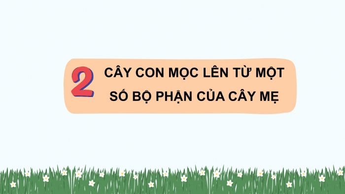 Giáo án điện tử Khoa học 5 cánh diều Bài 9: Sự lớn lên và phát triển của thực vật có hoa