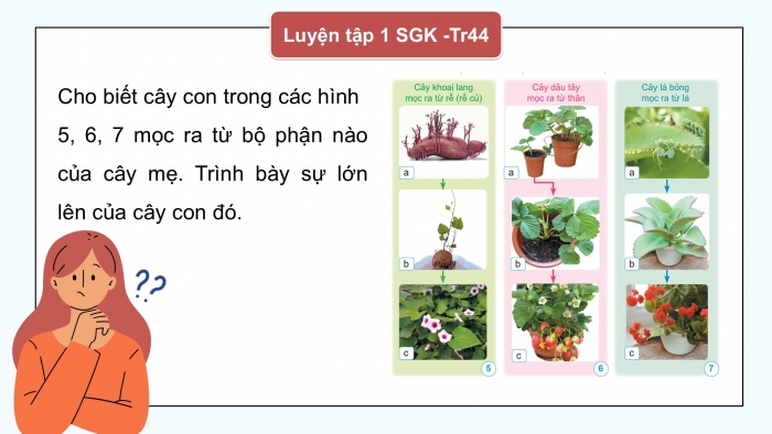 Giáo án điện tử Khoa học 5 cánh diều Bài 9: Sự lớn lên và phát triển của thực vật có hoa