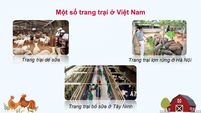 Giáo án điện tử Địa lí 12 kết nối Bài 13: Tổ chức lãnh thổ nông nghiệp