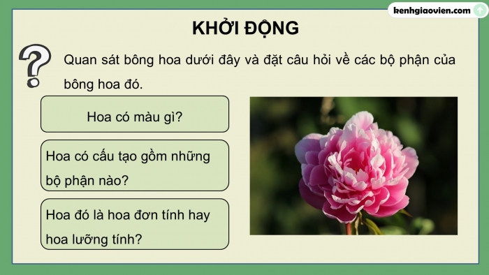 Giáo án điện tử Khoa học 5 cánh diều Bài 8: Sự sinh sản của thực vật có hoa