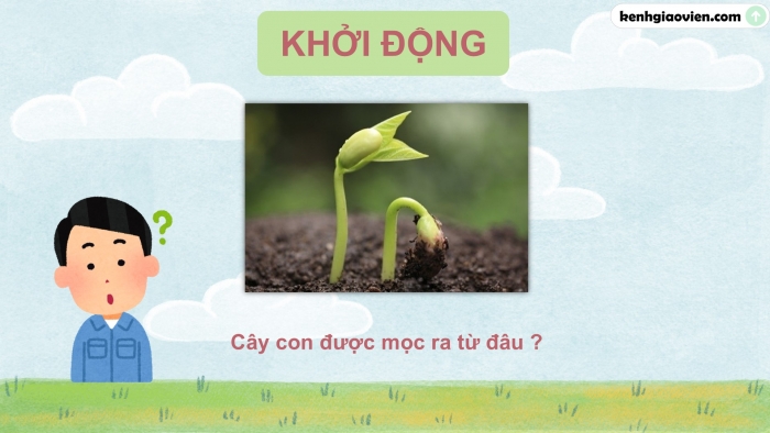 Giáo án điện tử Khoa học 5 cánh diều Bài 9: Sự lớn lên và phát triển của thực vật có hoa