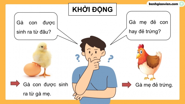 Giáo án điện tử Khoa học 5 cánh diều Bài 10: Sự sinh sản ở động vật đẻ trứng và động vật đẻ con