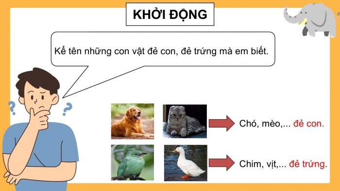 Giáo án điện tử Khoa học 5 cánh diều Bài 10: Sự sinh sản ở động vật đẻ trứng và động vật đẻ con