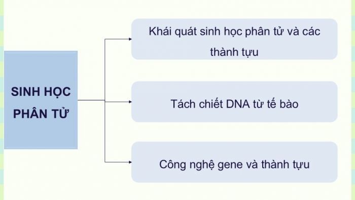 Giáo án điện tử chuyên đề Sinh học 12 chân trời Ôn tập CĐ 1