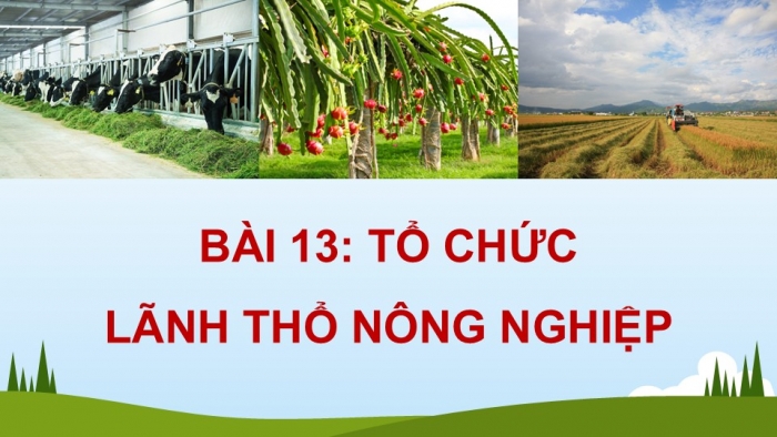 Giáo án điện tử Địa lí 12 kết nối Bài 13: Tổ chức lãnh thổ nông nghiệp