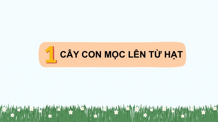 Giáo án điện tử Khoa học 5 cánh diều Bài 9: Sự lớn lên và phát triển của thực vật có hoa