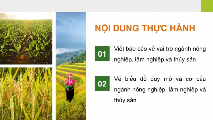 Giáo án điện tử Địa lí 12 kết nối Bài 14: Thực hành Tìm hiểu vai trò ngành nông nghiệp, lâm nghiệp và thuỷ sản; vẽ biểu đồ và nhận xét về ngành nông nghiệp, lâm nghiệp và thuỷ sản