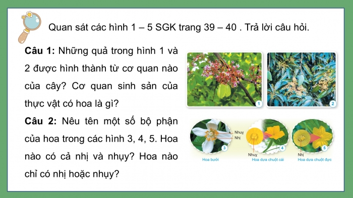 Giáo án điện tử Khoa học 5 cánh diều Bài 8: Sự sinh sản của thực vật có hoa