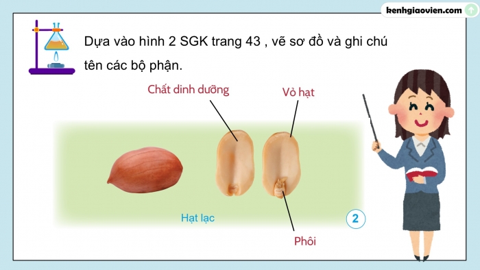 Giáo án điện tử Khoa học 5 cánh diều Bài 9: Sự lớn lên và phát triển của thực vật có hoa