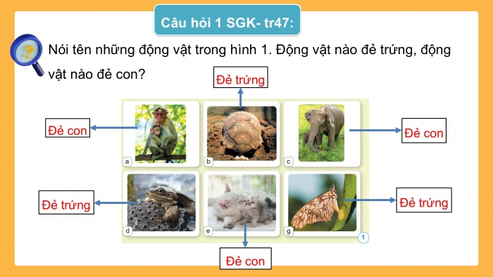 Giáo án điện tử Khoa học 5 cánh diều Bài 10: Sự sinh sản ở động vật đẻ trứng và động vật đẻ con