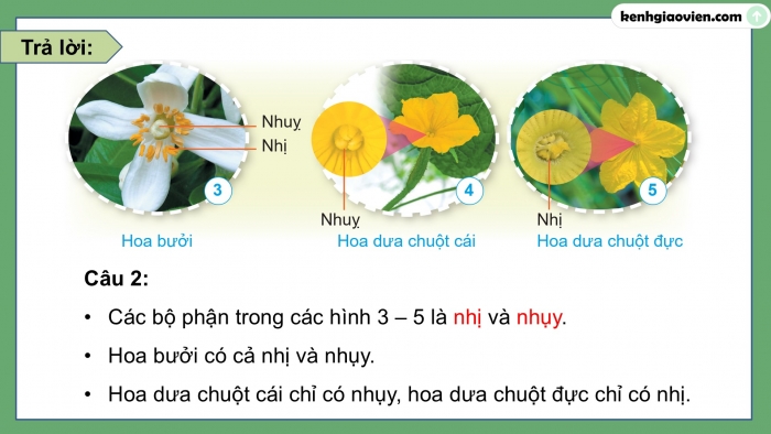 Giáo án điện tử Khoa học 5 cánh diều Bài 8: Sự sinh sản của thực vật có hoa