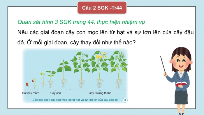 Giáo án điện tử Khoa học 5 cánh diều Bài 9: Sự lớn lên và phát triển của thực vật có hoa