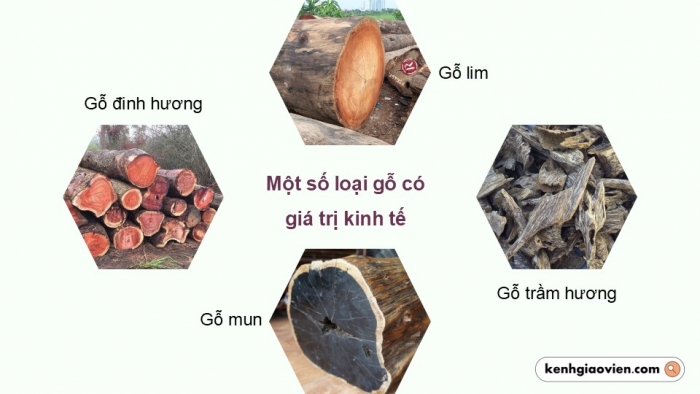 Giáo án điện tử Địa lí 12 kết nối Bài 12: Vấn đề phát triển ngành lâm nghiệp và ngành thuỷ sản