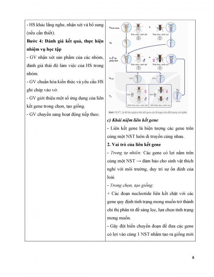 Giáo án và PPT Sinh học 12 kết nối Bài 11: Liên kết gene và hoán vị gene