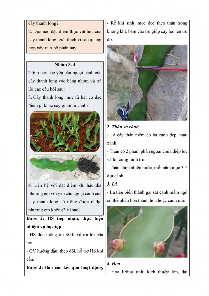 Giáo án và PPT công nghệ 9 trồng cây ăn quả Cánh diều bài 6: Kĩ thuật trồng và chăm sóc cây thanh long