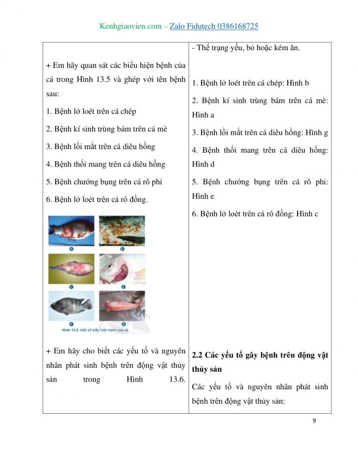 Giáo án và PPT Công nghệ 7 cánh diều Bài 13: Quản lí môi trường ao nuôi và phòng, trị bệnh thuỷ sản