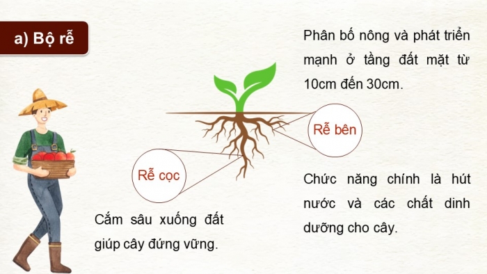 Giáo án điện tử Công nghệ 9 Trồng cây ăn quả Kết nối Bài 3: Kĩ thuật trồng và chăm sóc cây ăn quả có múi