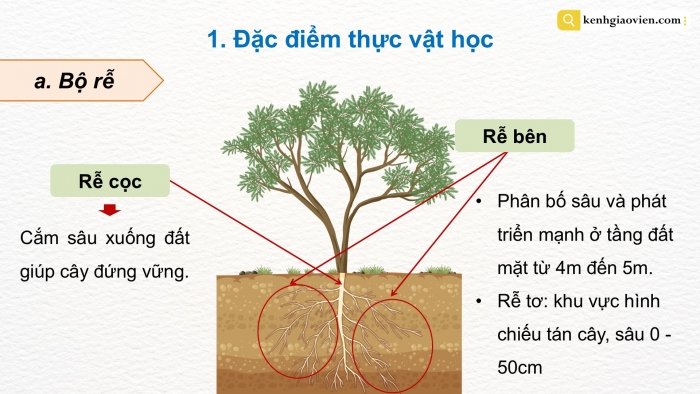 Giáo án điện tử Công nghệ 9 Trồng cây ăn quả Kết nối Bài 4: Kĩ thuật trồng và chăm sóc cây nhãn