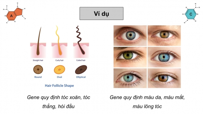 Giáo án điện tử KHTN 9 chân trời - Phân môn Sinh học Bài 40: Từ gene đến tính trạng