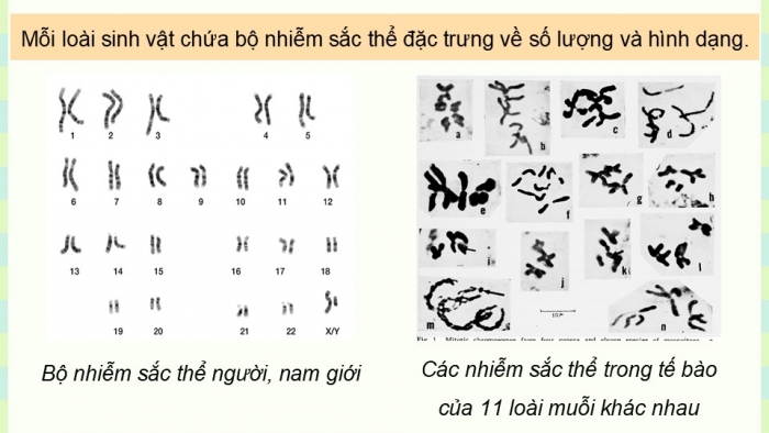 Giáo án điện tử KHTN 9 chân trời - Phân môn Sinh học Bài 41: Cấu trúc nhiễm sắc thể và đột biến nhiễm sắc thể