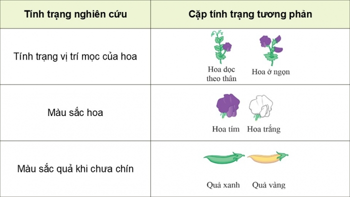 Giáo án điện tử KHTN 9 cánh diều - Phân môn Sinh học Bài 38: Quy luật di truyền của Mendel