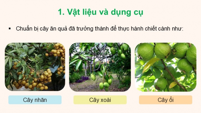 Giáo án điện tử Công nghệ 9 Trồng cây ăn quả Cánh diều Bài 4: Thực hành nhân giống cây ăn quả bằng phương pháp chiết cành