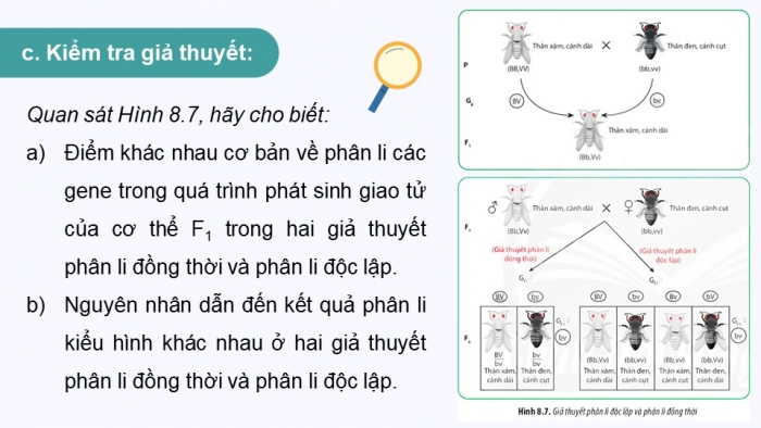 Giáo án điện tử Sinh học 12 chân trời Bài 8: Các quy luật di truyền của Morgan và di truyền giới tính (P2)