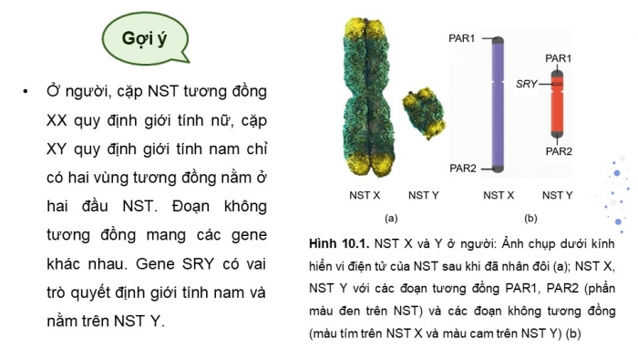 Giáo án điện tử Sinh học 12 kết nối Bài 10: Di truyền giới tính và di truyền liên kết với giới tính