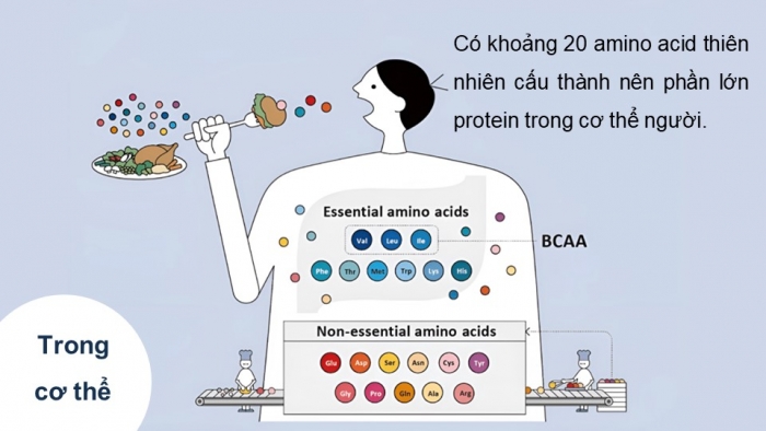 Giáo án điện tử Hoá học 12 chân trời Bài 7: Amino acid và peptide